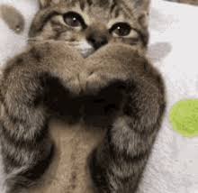 Katze